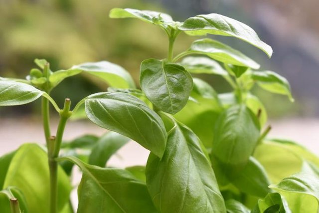 basil-leaves-herb.jpg