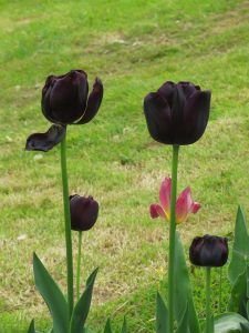 black_flower_1588742222-225x300.jpg