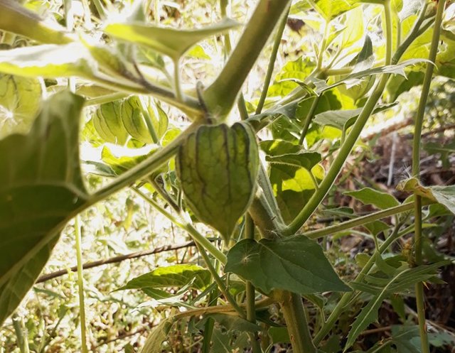 gooseberry pod.jpg