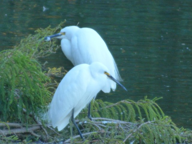 original herons (1).jpg