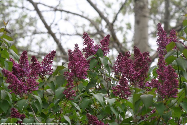 Purple Flowering Bush-092416.jpg
