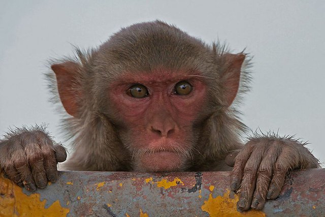 macaque.0.jpg