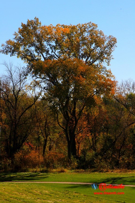 landscape trees fall leaves C10-21_0221.JPG