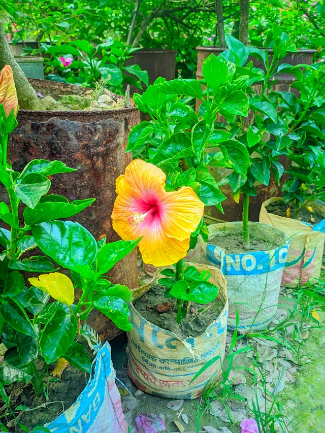 LMC_20250402_162916_🌈Color boost by Riyan  (1)_084205.jpg