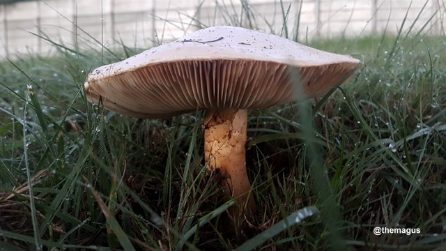 mushroom2a.jpg