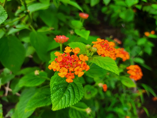 20210910_081352.jpg