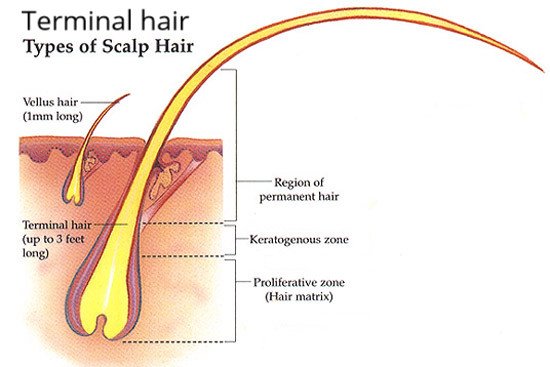 HAIR STRUCTURE — Steemit HAIR STRUCTURE — Steemit