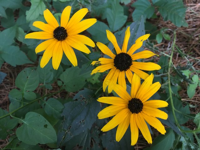 Black Eyed Susan.JPG