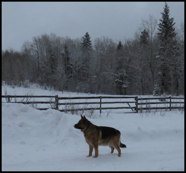 Bruno standing on road log bence behind and snowy trees by pasture.JPG