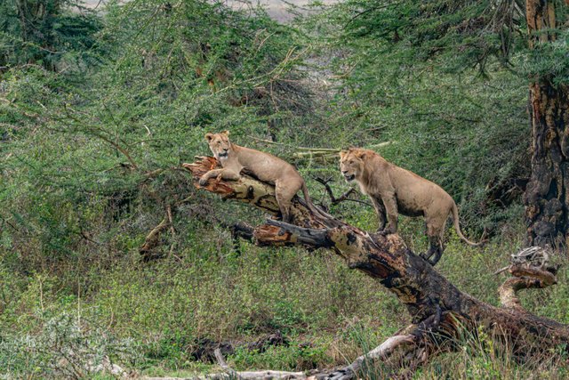 Ngorongoro Crater The Predator’s Haven in Tanzania Wildlife.jpg