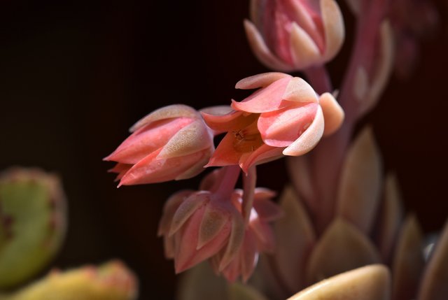 Echeveria perle von nurnberg flower 1 macro.jpg