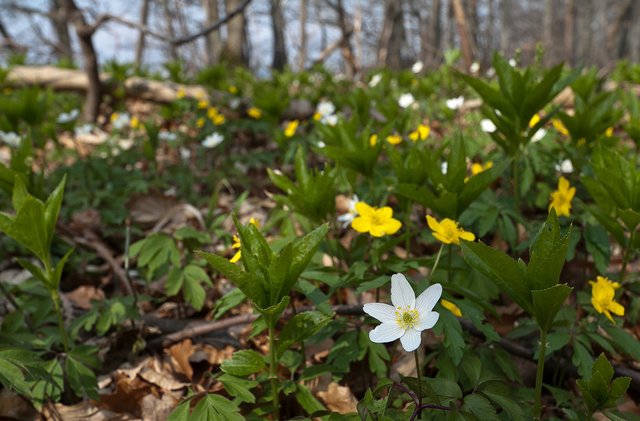 6933185512-spring-flowers-in-the-forest (FILEminimizer).jpg