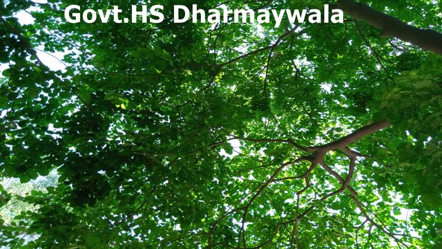 GHS Dharmaywala 4.jpg