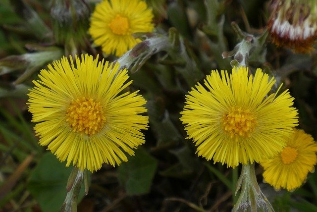 coltsfoot-4941058_640.jpg