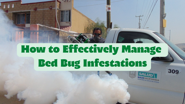 How-to-Effectively-Manage-Bed-Bug-Infestations.png