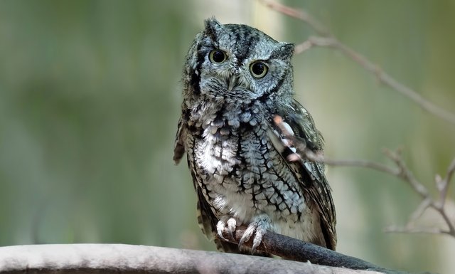 eastern-screech-owl-3526934_1920.jpg