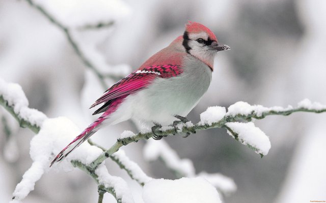 bird-winter-snow-branch.jpg