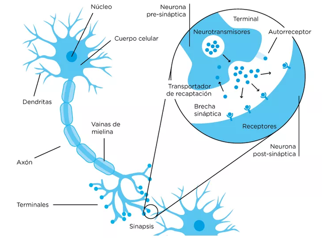 sinápsis neuronal.png