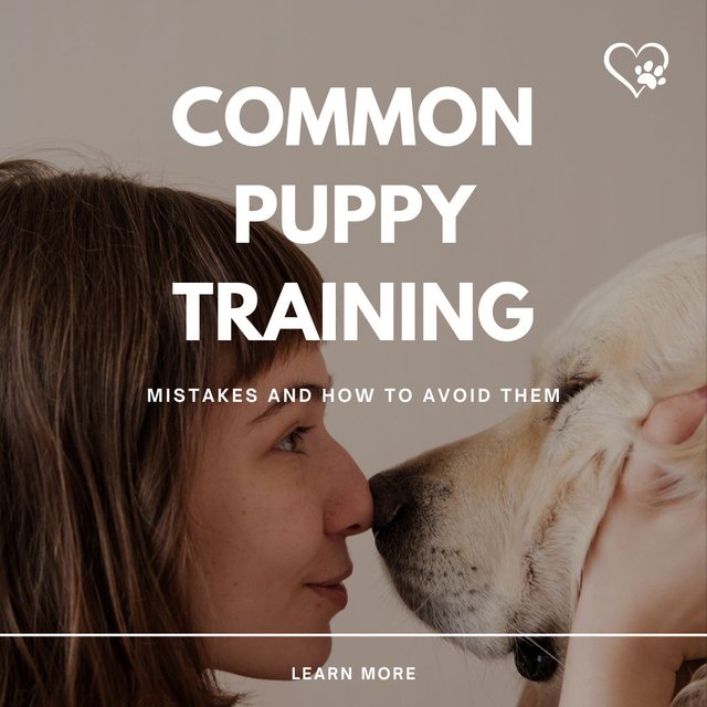 Common Puppy Training Mistakes and How to Avoid Them.jpg