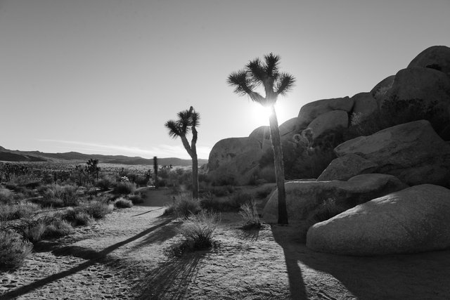 joshua-tree-3-of-6_13073191214_o.jpg