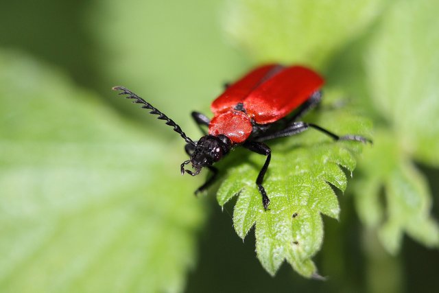 fire-beetle-347053_1920.jpg