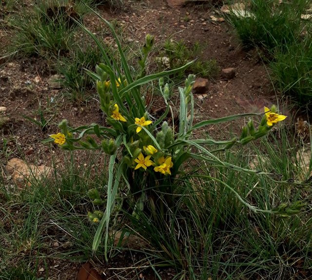 Hypoxis obtusa.jpg