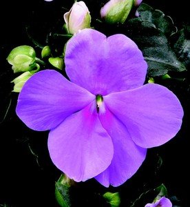 Impatiens_Impatiens_Walleriana_Jambalaya_TM_Lavender-1.medium.jpg