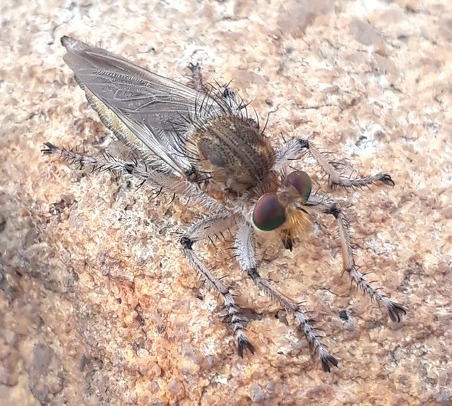 robber fly2.jpg