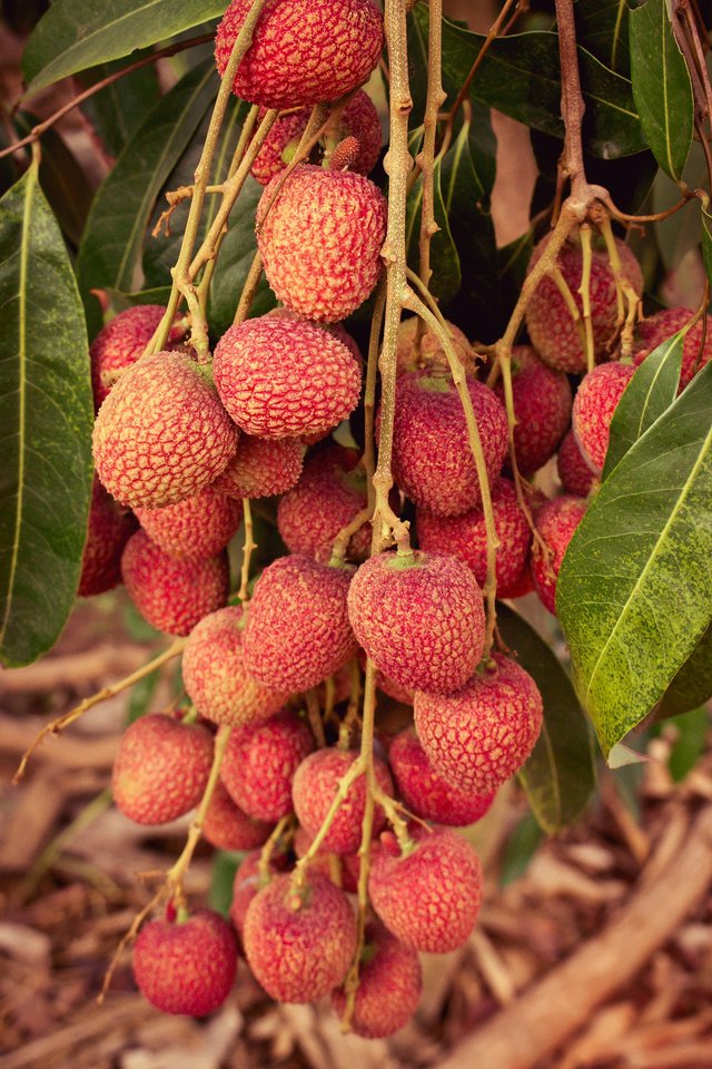 lychee-4390098_1920.jpg