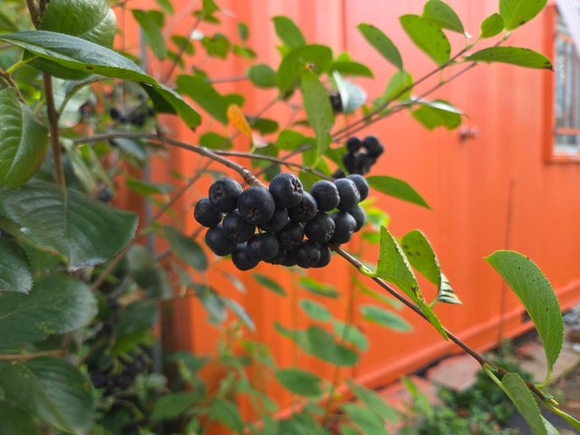 20250822_064539.jpg