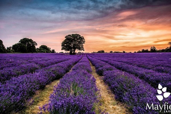 mayfield-Photo-from-Mayfield-Lavender.jpg