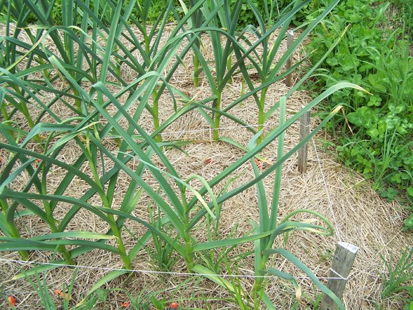 Garlic scapes crop June 2019.jpg