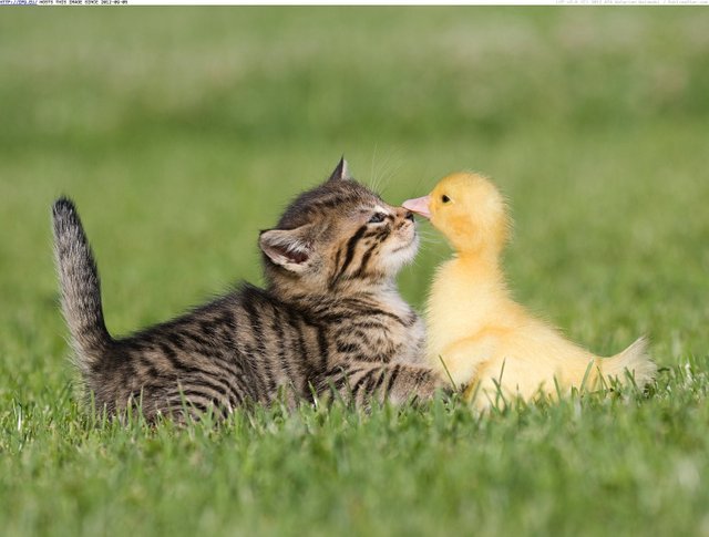 Cute_Duck_Playing_With_Cat_in_Garden.jpg