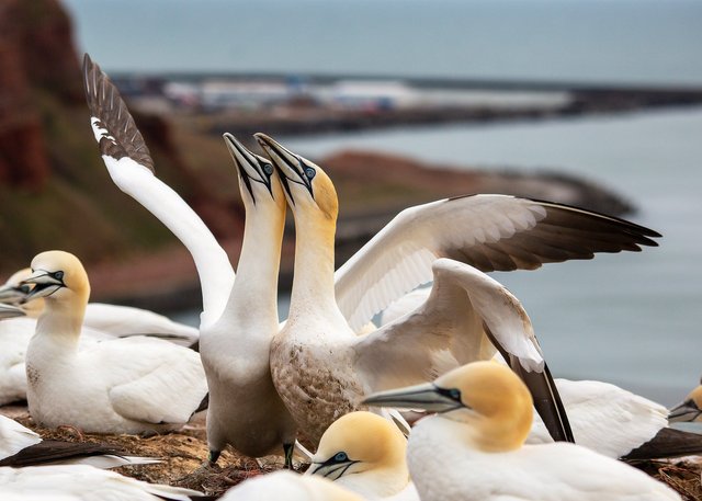 northern-gannets-7355205_1920.jpg