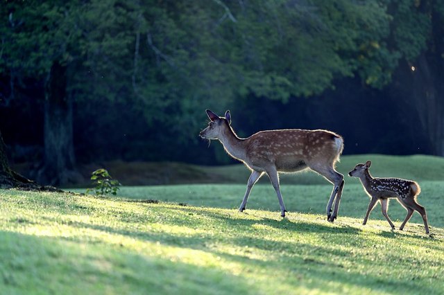 deer-5324645_1280.jpg