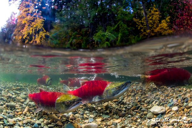 Sockeye Salmon-5.jpg