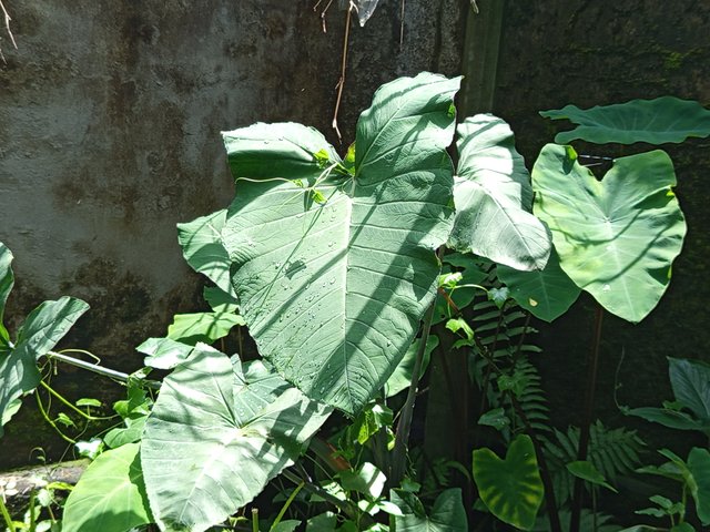 kochu (3).jpg