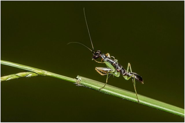 praying-mantis-6645377_1280.jpg