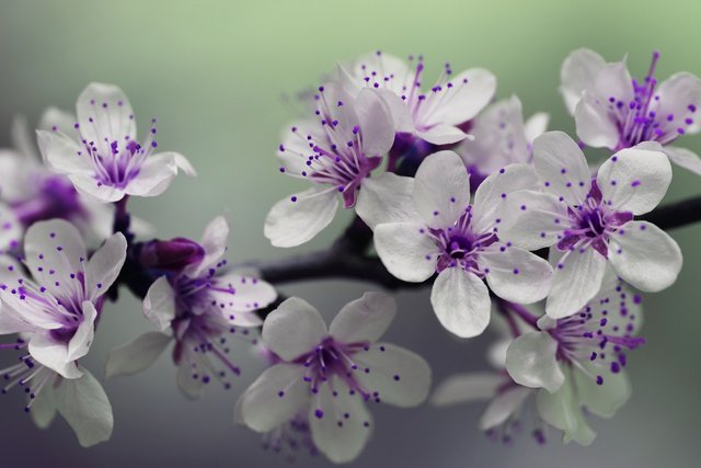 purple-flowers-839594_1280.jpg