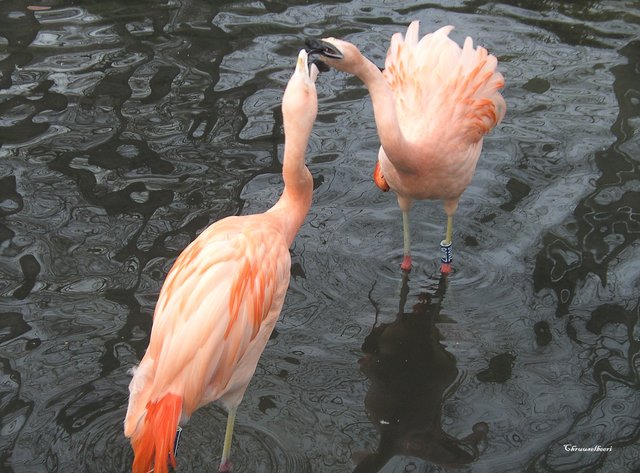 Flamingos_02.jpg