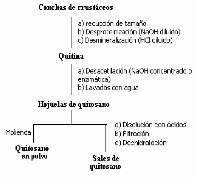 Esquema-simplificado-para-la-obtencion-de-quitina-y-quitosano-a-partir-de-conchas-de.png