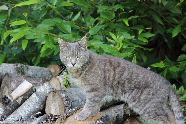 cat-2473150_640.jpg
