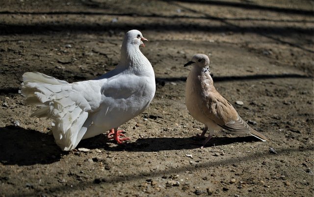 pigeons-5027620_1280.jpg