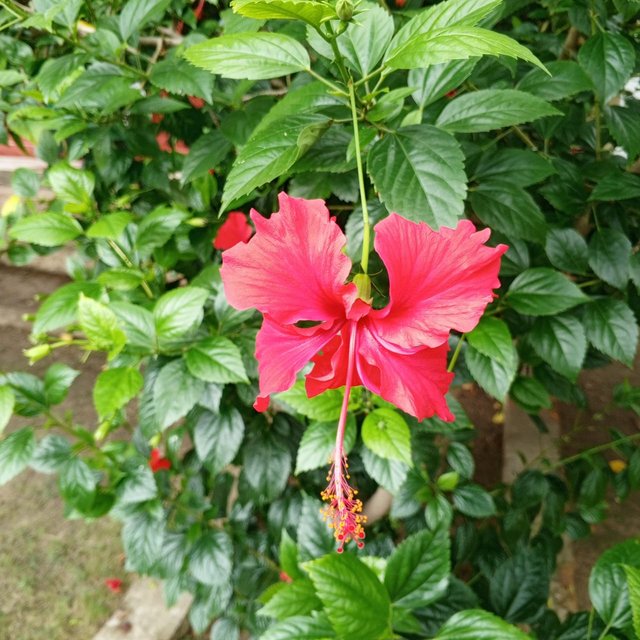IMG_20250911_054252_688.jpg