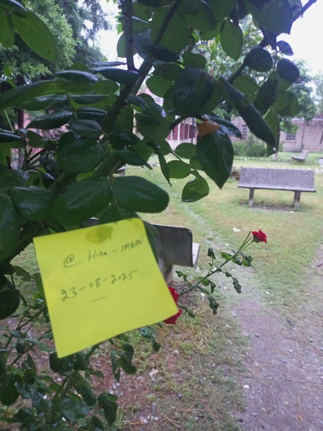 Ttree.jpeg