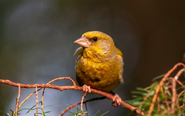 greenfinch-6789772_1280.jpg