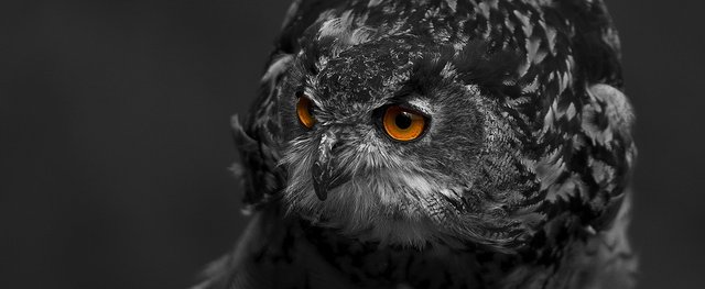 eagle-owl-2195583_960_720.jpg