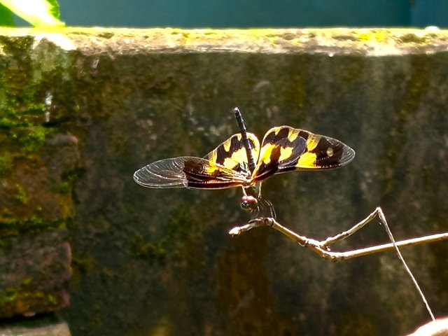 ফড়িং (5).jpg