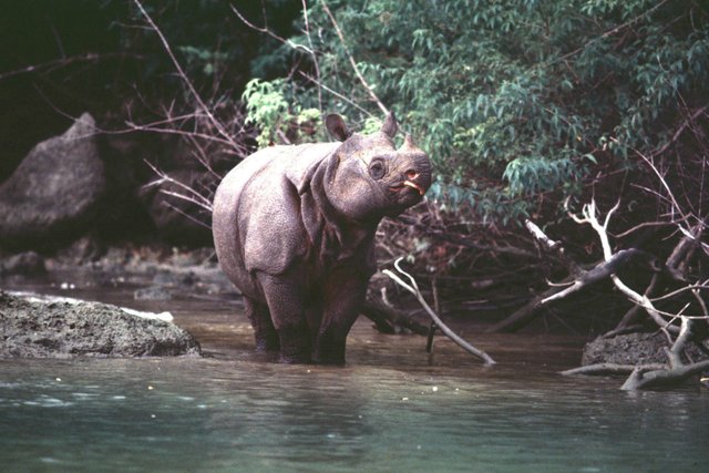 JavanRhino_StandingInWater_USE.jpg