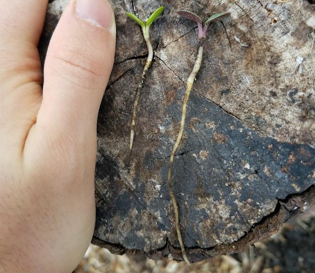 seedling-roots.jpg